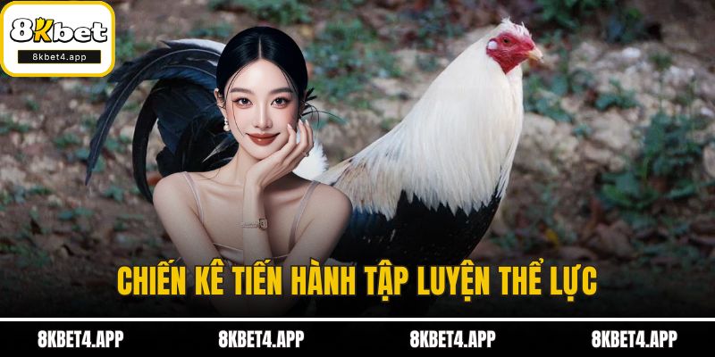 Chiến kê tiến hành tập luyện thể lực