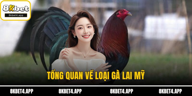 Tổng quan về loại gà lai Mỹ